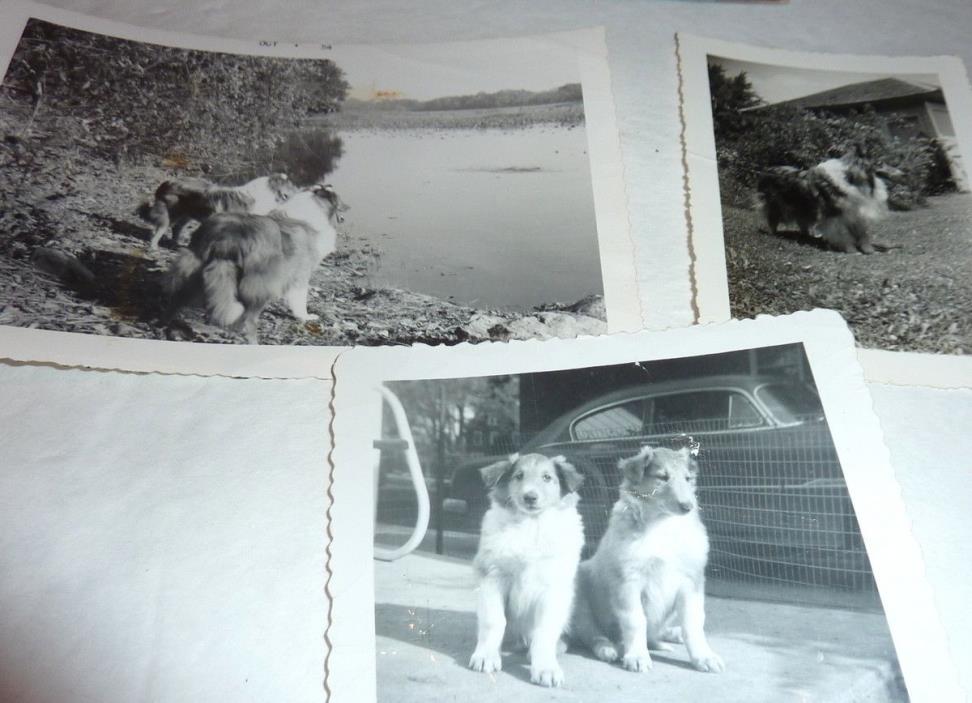 Antique Photograph LOT 100 & Vintage  Many Sizes Types Cute Dogs  Postcards B&W