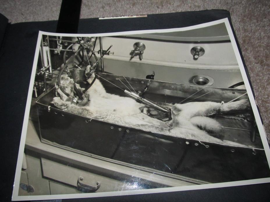 1940s Chattem Laboratory Women Scientist Dissection Animals Photo Album Graphic