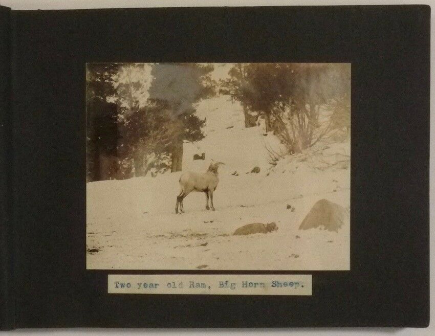 1910s-20s Western Wildlife Photo Album by Noted Astronomer William Wright