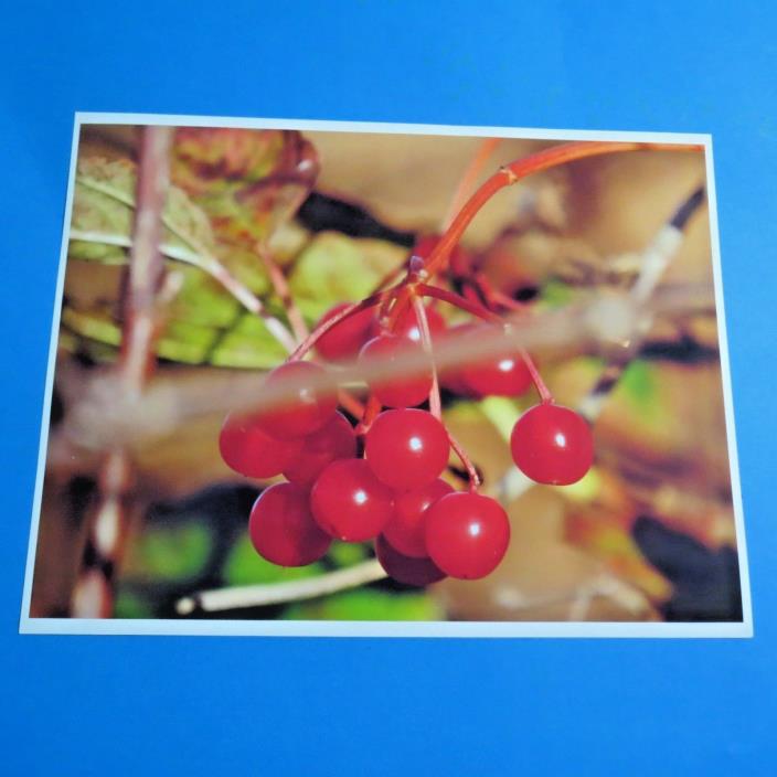 Fall Red Berries Bunch Original MR Lefebvre Photo 8X11 Colour Print LP03