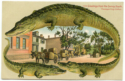 Alligator Border Florida s656 Transporting Cotton Greetings from the Sunny South