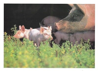 PIGLETS Postcard - Saying 