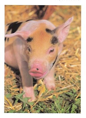 PIG Postcard - Saying 