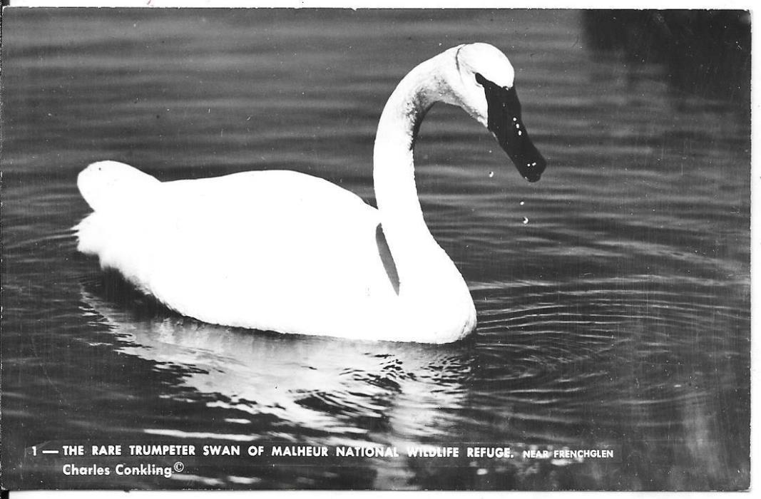 THE RARE TRUMPETER SWAN, MALHEUR NATIONAL WILDLIFE REFUGE, OREGON RPPC