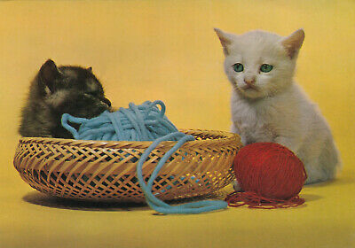 BLack Kitten in a basket with blue yar, Sleepy Blond Kitten, Red Yarn, 50-70s