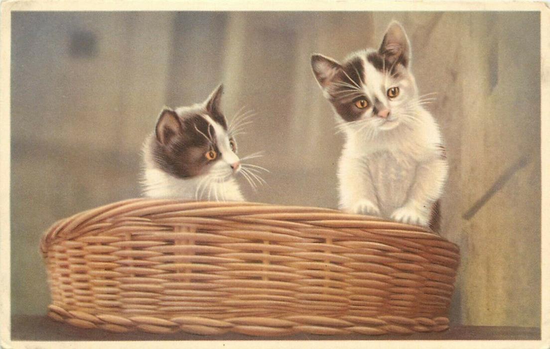 Mainzer Cat Postcard ALMA 341 Black & White Kittens with Amber Eyes in basket