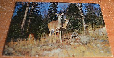 Vintage Postcard DEER In CANADA Woodland Animals Ontario Unused