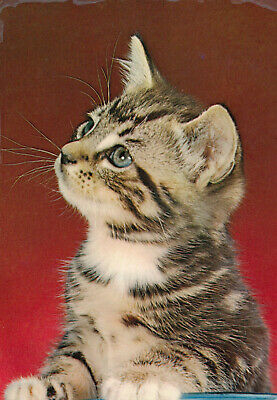 Profile of Tabby Kitten with Blue Eyes, PU-1970