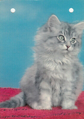 Fluffy Gray and White Tabby Kitten on Red Rug, 50-70s