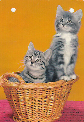 Two Gray Tabby Kittens in Wicker Basket, 50-70s