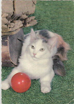 Calico Cat on grass with red ball, 50-70s