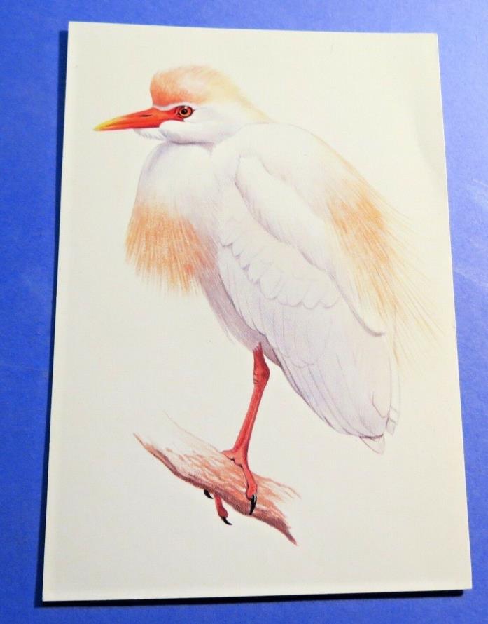 North American Birds The Cattle Egret Vintage Old Postcard PC4200