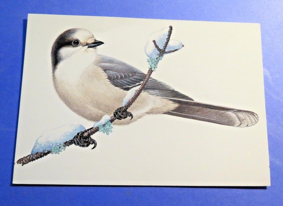 North American Birds The Gray Jay Vintage Old Postcard PC4199