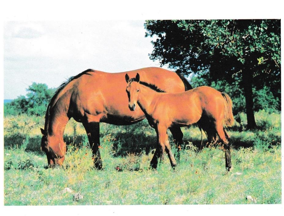 Card postcard HORSE Horses Foal Colt foals colts #135 animals