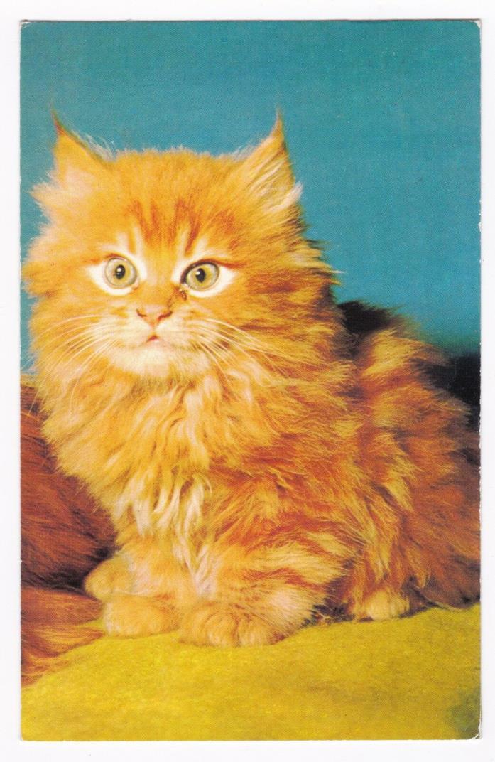 Postcard Orange Kitten Cat Portrait Alfred Mainzer  A2