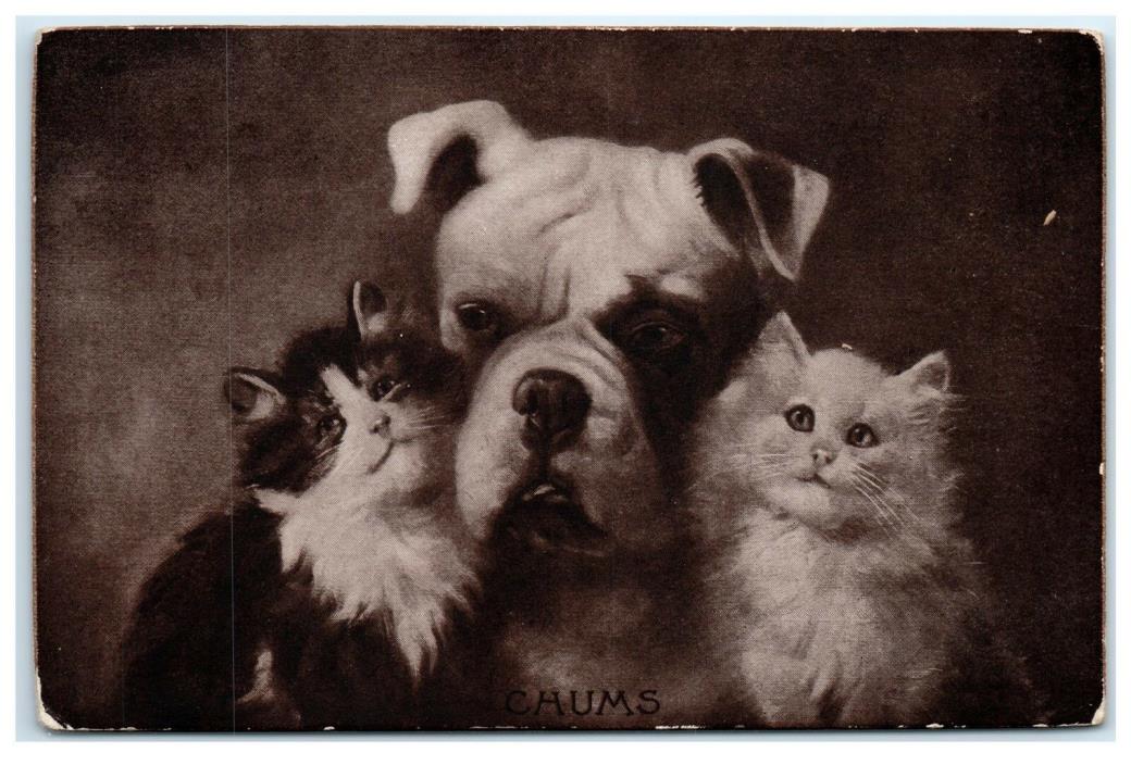 CHUMS SHEAHAN'S FAMOUS PICTURE CATS AND DOG 1911 POSTCARD 8G
