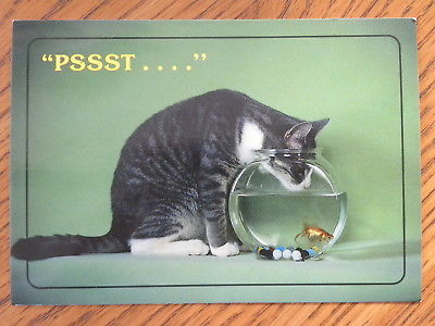 Cat Post Card