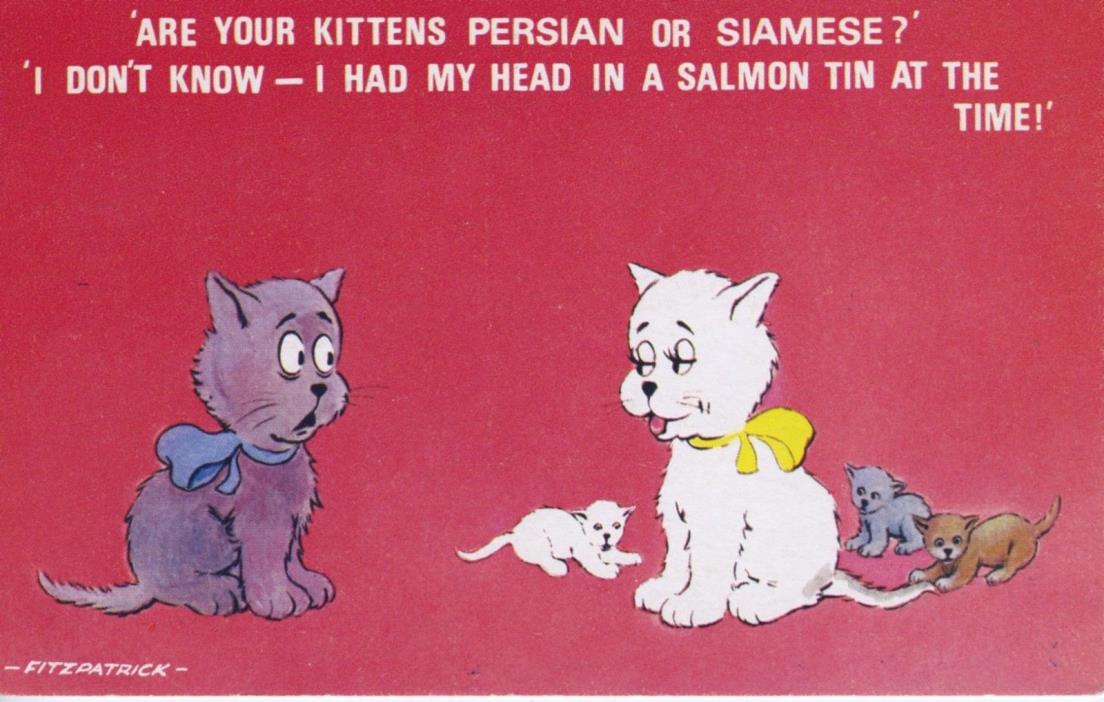 Cute Cats Kittens Persian Or Siamese Artist Fitzpatrick ~ Vintage Postcard