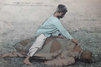 Boy and 300 Pound Giant Sea Turtle - Cebu Philippines Old Hand Colored Postcard