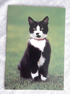 Socks - America's First Cat - Clinton Cat Post Card