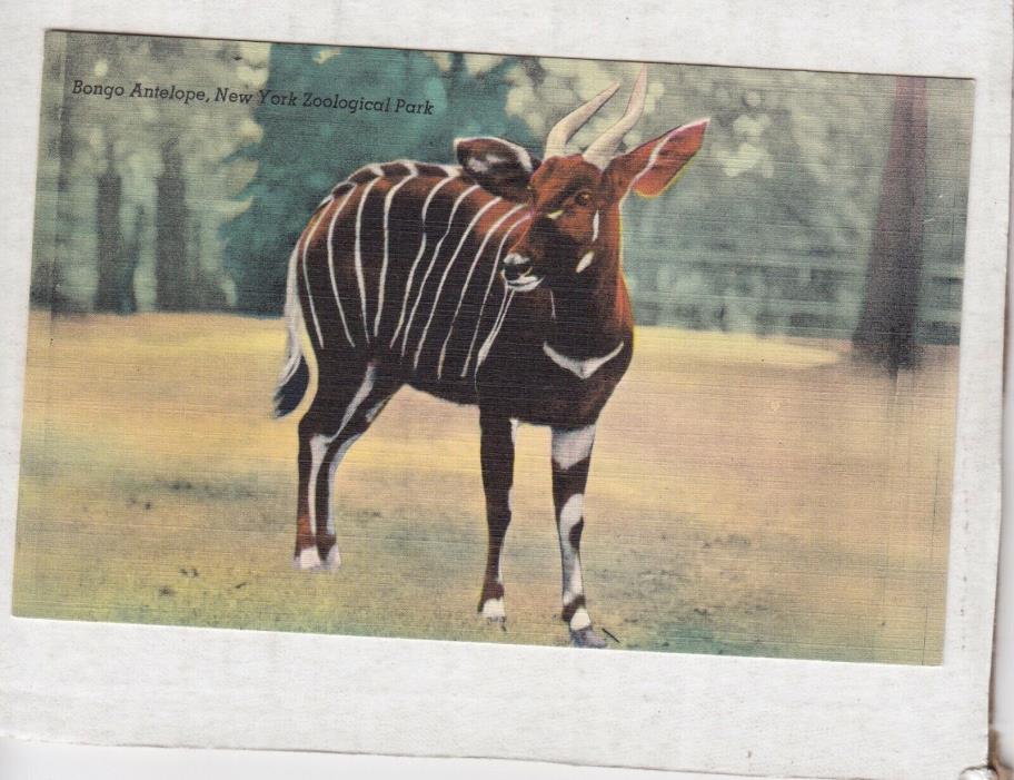 Bongo Antelope, New York Zoological Park Postcard