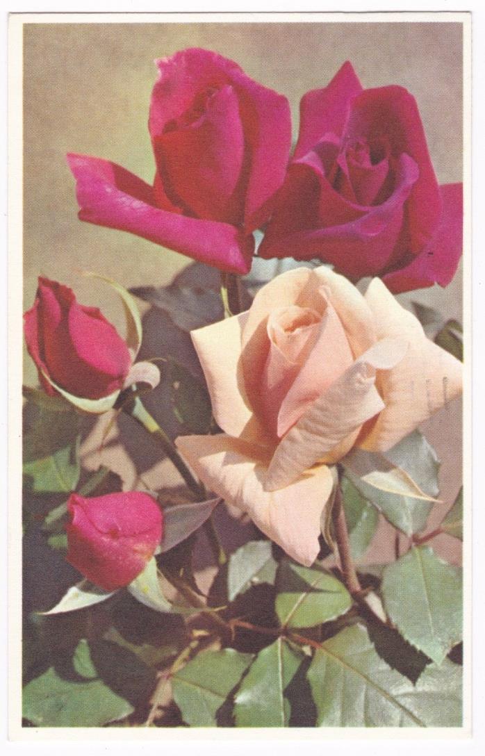 Postcard Flowers Red Pink Roses Alfred Mainzer Printed in Belgium A2