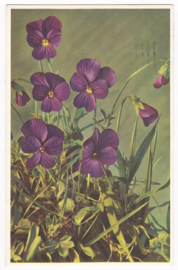 Postcard Flowers Purple Pansies Alfred Mainzer Printed in Belgium A2
