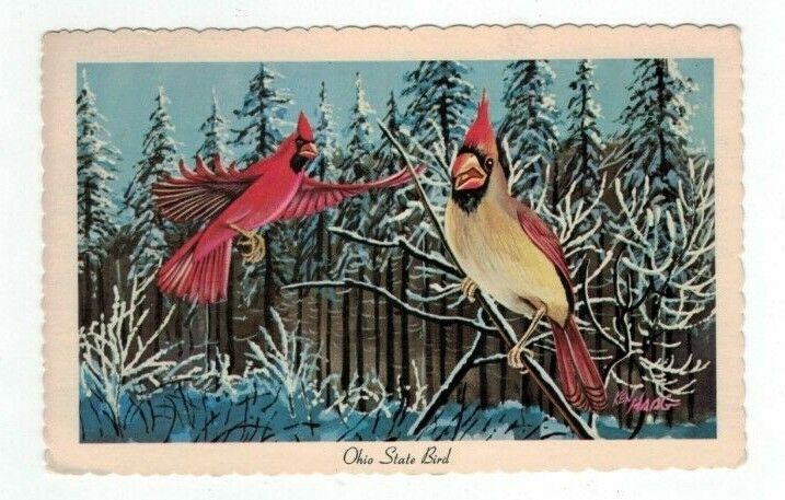 OH Ohio vintage 1967 post card artist signed Ken Haag Ohio State Bird Cardinal