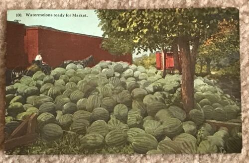 Antique 1914~Watermelons Ready For Market~Photochrom Postcard~TC Co Chicago
