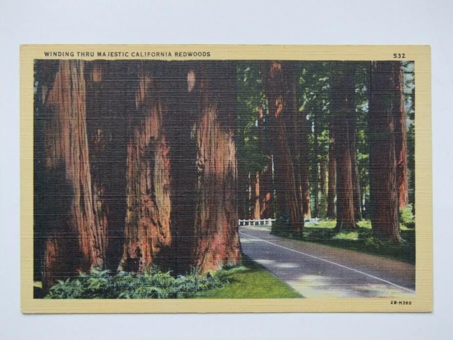 Winding Thru Majestic California Redwoods linen postcard