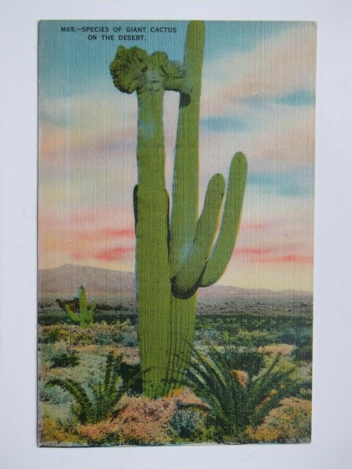 Species of Giant Cactus on the Desert linen postcard