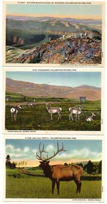 2560:* YELLOWSTONE Elk, Sheep, Pronghorns HAYNES 1930s Postcards (3)