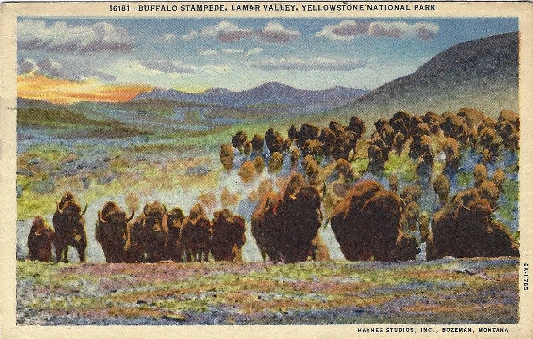 1936 Postcard- Buffalo Stampede, Lamar Valley, Yellowstone National Park