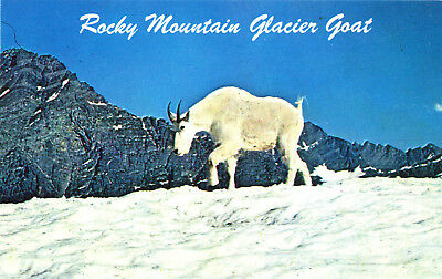 Glacier National Park: 