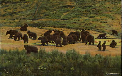 Grizzly Bears feeding at Yellowstone Park ~ vintage postcard 1940s