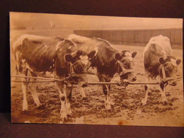 Vintage unpostcard: photo of 3 cows