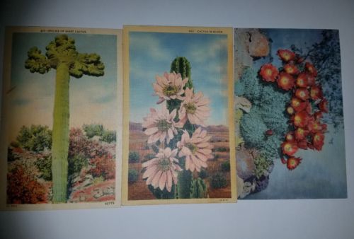 Vintage Set of 3 Floral Cactus Postcards *UNUSED*