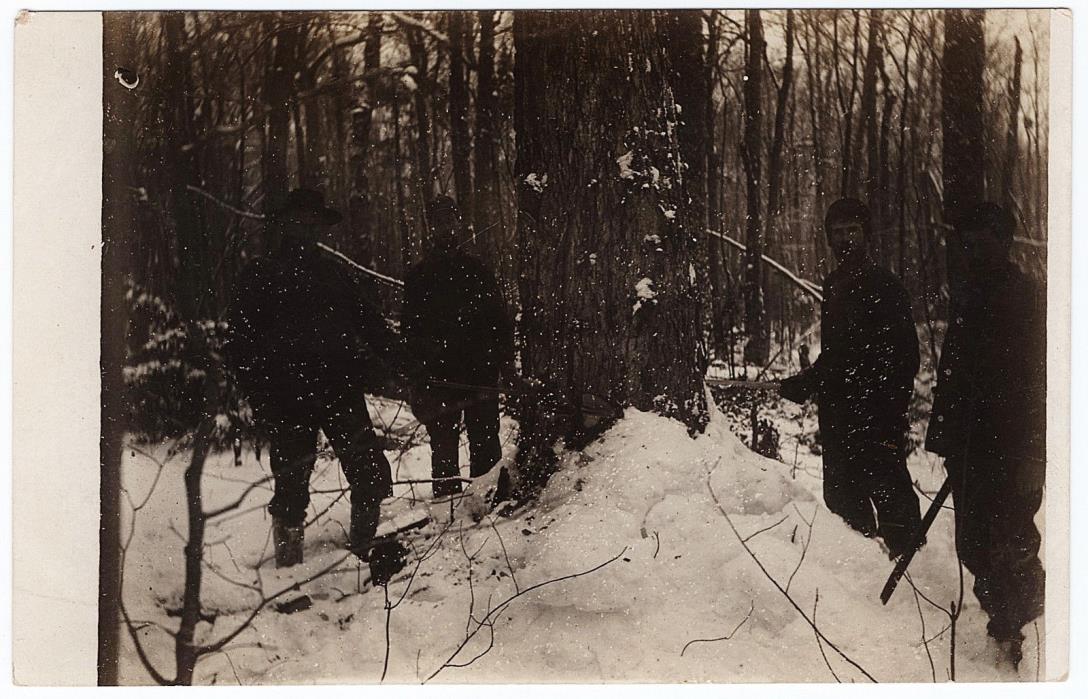 1904 RPPC Occupational Lumberjacks Logging Falling Tree Saw Real Photo Postcard