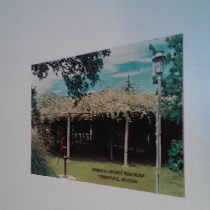 VINTAGE WORLD'S LARGEST ROSEBUSH TOMBSTONE ARIZONA POSTCARD
