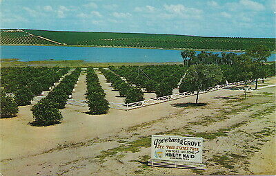 US FL Clermont c.1950 GOVERNORS GROVE MINUTE MAID ORANGE B4 ANITA BRYANT!!