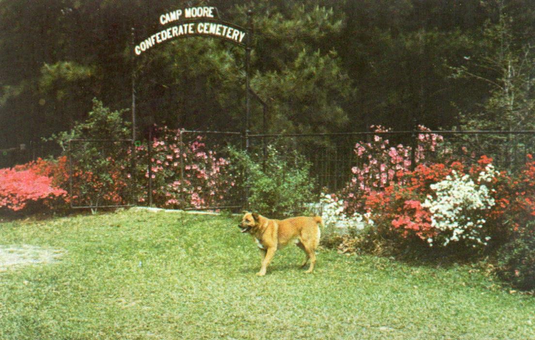 POSTCARD CAMP MOORE CONFEDERATE CEMETERY TANGIPAHOA LOUISIANA ENTRANCE DOG