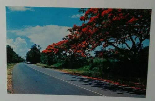 Vintage PUERTO RICO Postcard Beautiful Trees Road To Cities Arecibo & Mayaguez