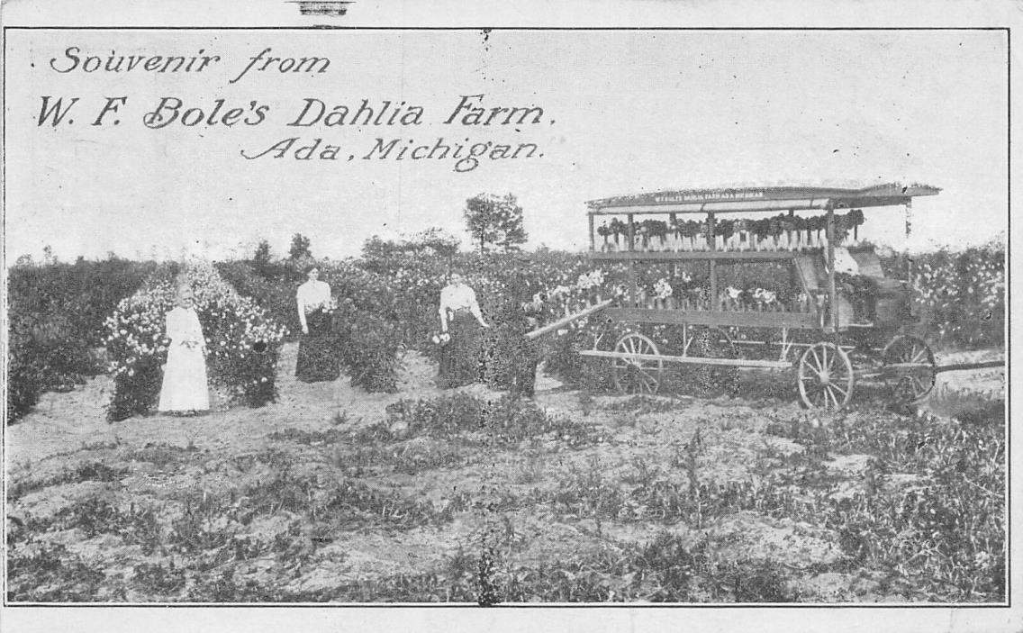 Ada Michigan~WF Bole's Dahlia Farm~Victorian Ladies Load Flower Wagon~1913 B&W