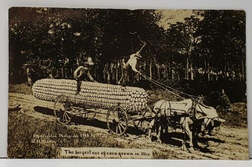 Largest Ear of Corn Grown In Missouri Horse Drawn Wagon Martin 1908 Postcard F18