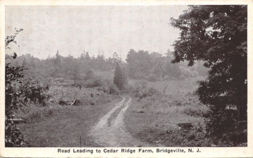 Bridgeville New Jersey~Dirt Road Leading To Cedar Ridge Farm~1920s PC
