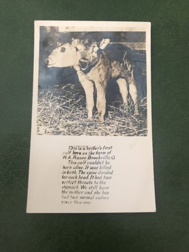 RPPC REAL PHOTO POSTCARD OHIO BROOKVILLE Vintage SIAMESE CALF WITH TWO HEADS