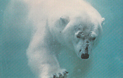 TULSA, Oklahoma, 1960s; Polar Bear, Tulsa Zoo
