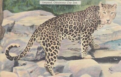 OKLAHOMA CITY , Oklahoma, 30-40s; Leopard at Oklahoma City Zoo