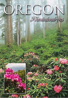 Postcard OR Oregon Rhododendrons State Flower MINT