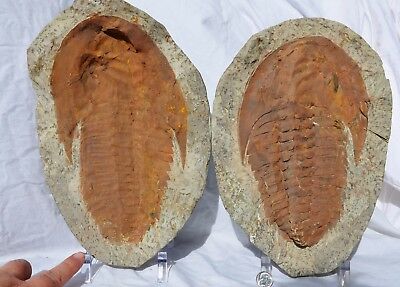 ANDALUSIANA Trilobite Positive &Negative Moroccan Paradoxides LG 295mm 11.5